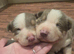 DNA tested Lilac and Blue Tri from ISDS Parents