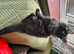 Beautiful Mainecoon kitten( Active)