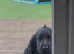 Kc cocker spaniel