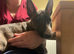Kc reg female miniature