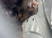 Beautiful cat in Southampton