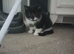 Kittens for sale