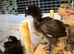 3 to 6 weeks chicks bluebelle ,pekin bantam,green eggers,silkie