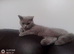 Lilac female British Shorthair