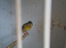 Siskin cocks