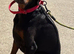 Beautiful Doberman Lady Seeks New Special Human