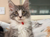 1 Beautiful full pedigree TICA registered Maine Coon kitten FEMALE