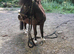 Miniature Shetland pony