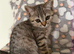 Beautiful Scottish Fold/Straight Kittens Ready for Their New Loving Homes