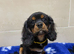 Cavalier King Charles puppies