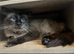 Male ragdoll