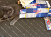 Grey Russian blue cat