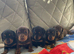 Dachshund puppys