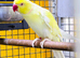Yellow Male Ringneck available