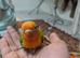 Love birds