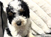 F1BB Cavapoos ready now 1 girl 3 boys