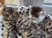 beautiful long-haired kitten female