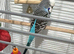 Male budgie