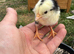 3 unsexed Exchequer Leghorn chicks