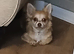 Buddy..chihuahua boy