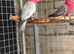 Pr galah cockatoos