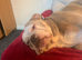 Perfect English bulldog