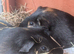 2 bonded males to go to a loving home ready now