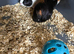 Guinea pigs