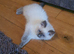 Beautiful GCCF Blue Point Ragdoll Kitten.