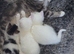 White girl kitten