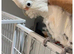 3 years old cockatoo goffin