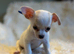 KC Registered Pedigree Chihuahua Puppies