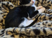 2 beautiful male kittens