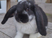 Friendly French Lop