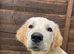 Golden retriever boy puppy