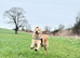 2 year old golden retriever for stud