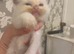 Ragdoll Kittens