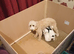1 white and Maple Cockapoo pups