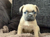French bulldog puppies available