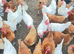 Chicken for sale in Essex
