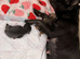 Puppies