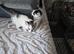 4 adorable kittens for sale