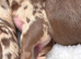 Stunning chihuahua puppies
