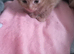 Ginger female kitten