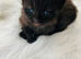 Adorable kittens