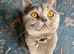 Beautiful British Shorthair Kittens
