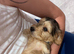Cockapoo puppies