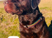 Reduced last female Labrador remaining