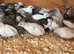 Button quail chicks and adults