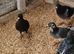 Racing pigeons